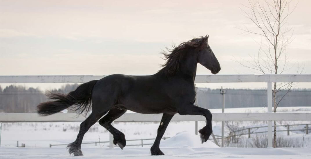 Marzenia małej Amazonki