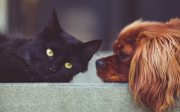 Dobrze mieć przyjaciół